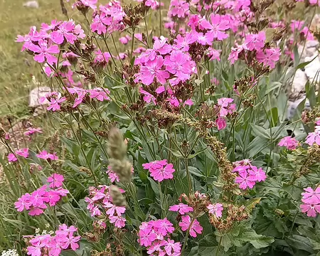 20250726_142553-01 Lychnis Flox Jovis (œillet de Jupiter, coquelourde). Silène endémique du sud-ouest des Alpes.