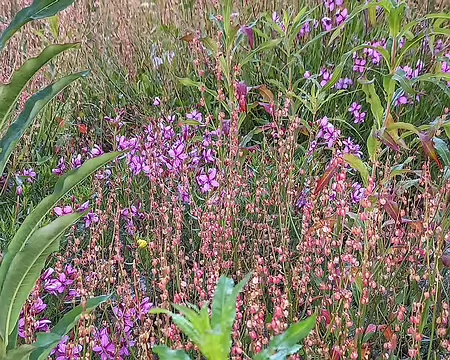 20250729_102420-02 Rumex petite oseille et épilobes de Fleischer.