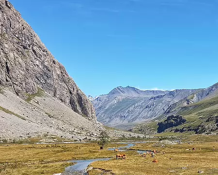 20250729_105502-01 Vallon de l'Alpe et ses vaches. Vers le nord-ouest.