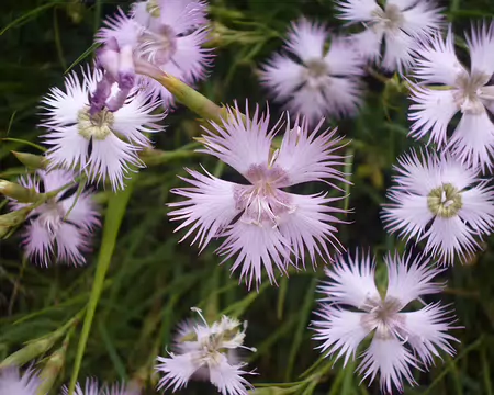 P1210451 Oeillets de Montpellier