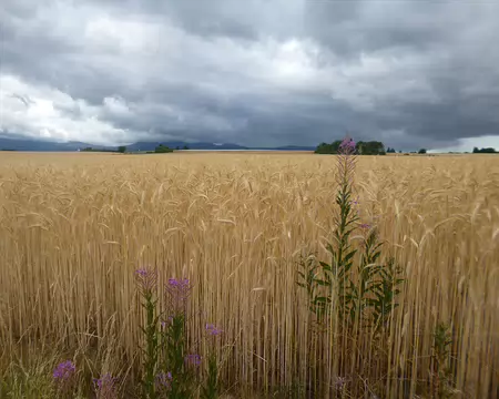P1210472 Au loin le massif du Puy de Sancy