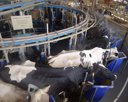 P1210509 Visite de la ferme de l'Oiseau : ses vaches...