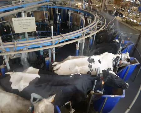 P1210509 Visite de la ferme de l'Oiseau : ses vaches...