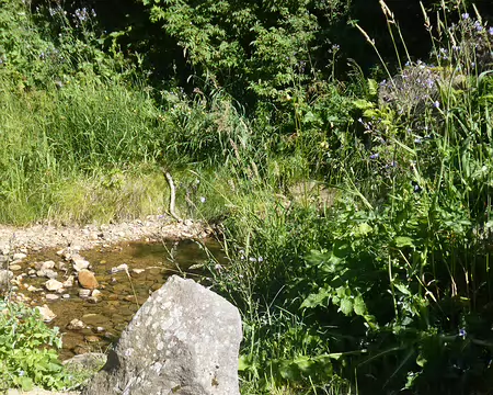 P1210530 La Dore rejoint la Dogne sur les pentes du Puy de Sancy à 1366 m d'altitude, pour former la Dordogne