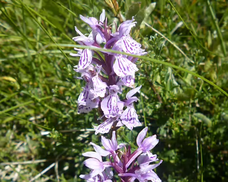 P1210570 Orchis tacheté