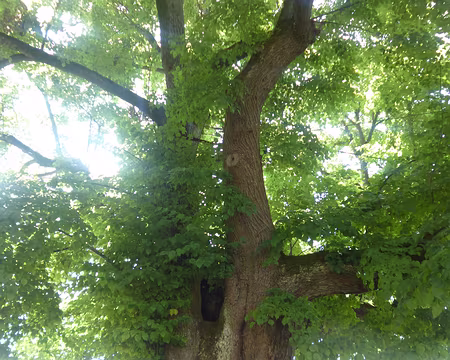 P1210602 Tilleul datant d'Henri IV (début XVIIè s.), Olby