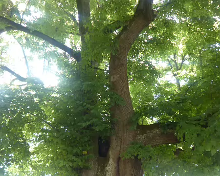 P1210602 Tilleul datant d'Henri IV (début XVIIè s.), Olby