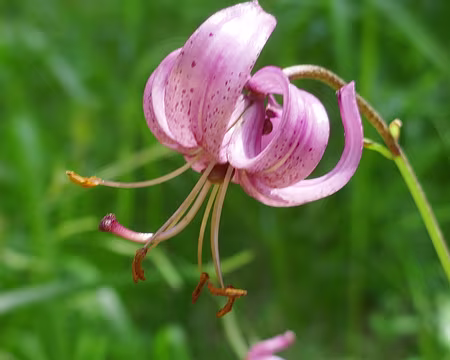 Lys Martagon, du turc ottoman mârtagân, terme qui désignait un type de turban aux pans remontants.
