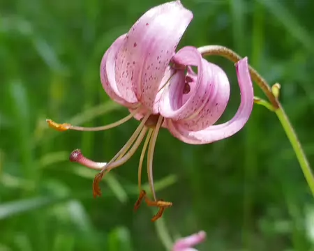 Lys Martagon, du turc ottoman mârtagân, terme qui désignait un type de turban aux pans remontants.