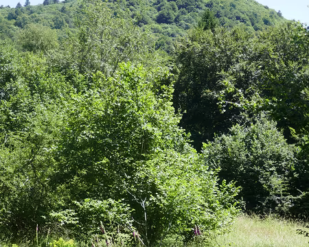 Le Cliersou, 1 199 m.