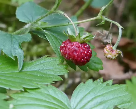 Fraise des bois. Miam...Mais le renard a-t-il pissé dessus ?