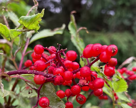 Baies de sureau rouge, toxiques !