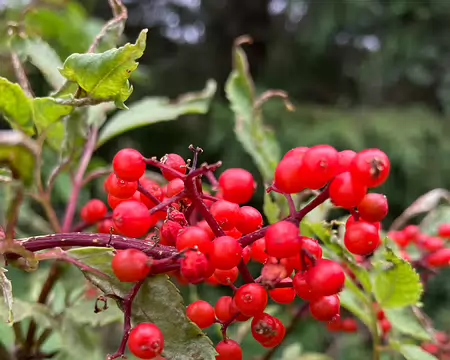 Baies de sureau rouge, toxiques !