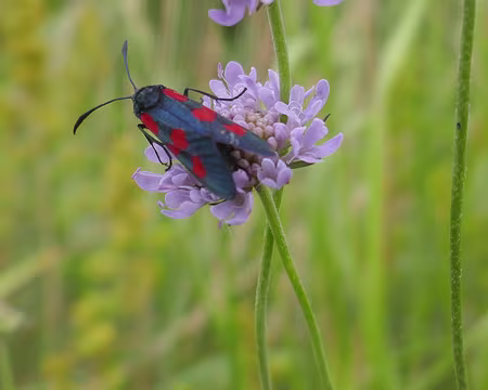 Zygène de la filipendule sur scabieuse des champs.