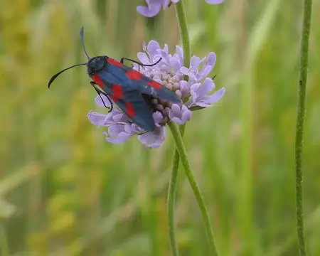Zygène de la filipendule sur scabieuse des champs.
