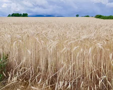 Orge bien mûr, début juillet.