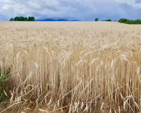 Orge bien mûr, début juillet.
