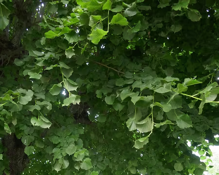 Vu à St Nectaire. Désolé, je ne supporte pas le soleil...