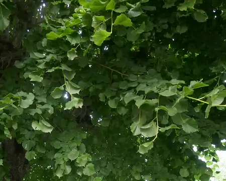Vu à St Nectaire. Désolé, je ne supporte pas le soleil...