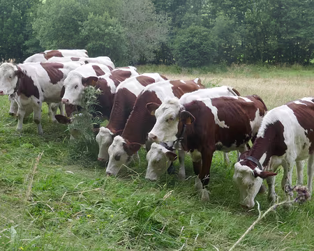 Garde à vous, rompez !