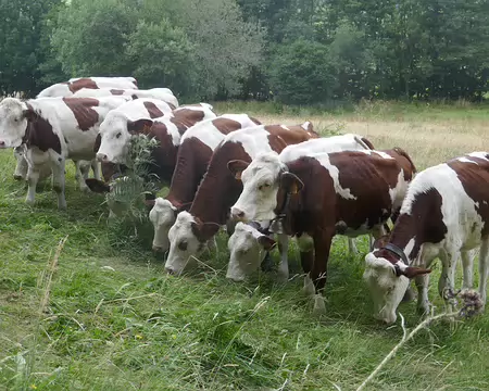 Garde à vous, rompez !