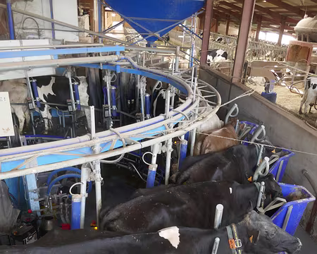 Carroussel pour la traite des vaches à la fermes de l'Oiseau. Les vachez y montent toutes seules.