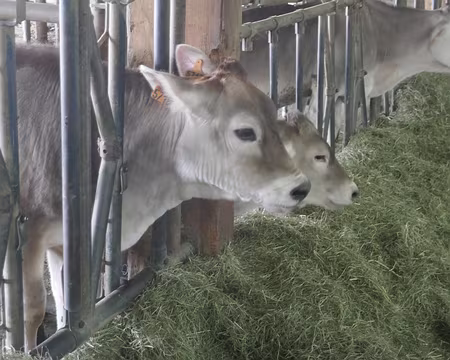 Petit veau deviendra grand... ou peut-être pas...