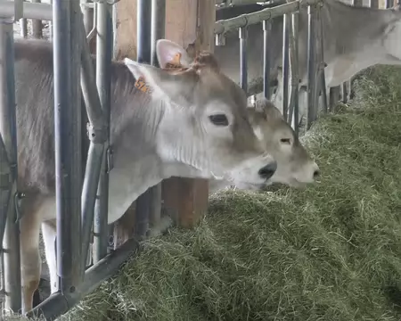 Petit veau deviendra grand... ou peut-être pas...