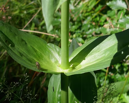 Gentiane, pas de doute.