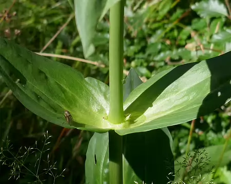 Gentiane, pas de doute.