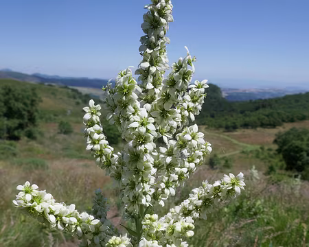 Vératre blanc, ou fausse gentiane.