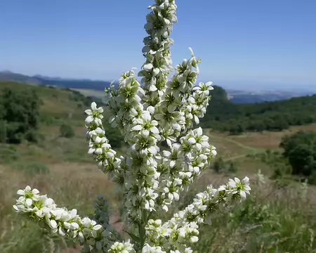 Vératre blanc, ou fausse gentiane.