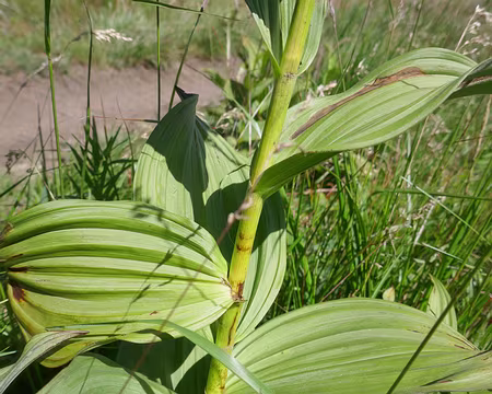 Vératre blanc, toxique.