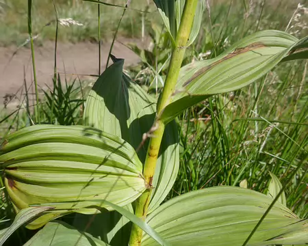Vératre blanc, toxique.