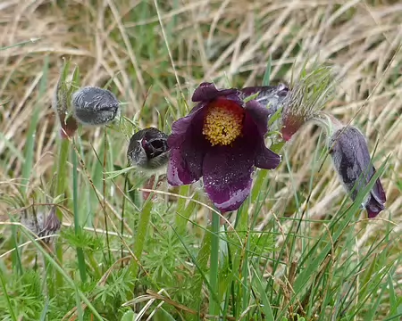Anémone pulsatille (Aubrac 2024) en fleur...