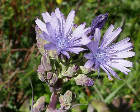 Laiteron de Plumier. Comestible.