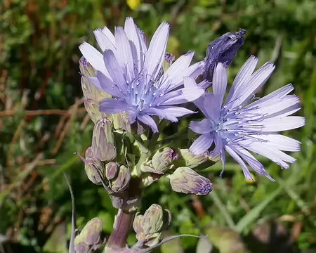 Laiteron de Plumier. Comestible.