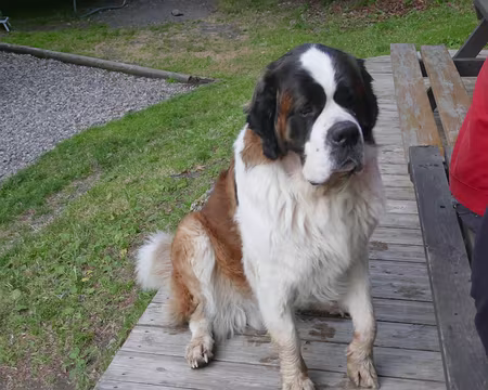 Oscar, le St Bernard de l'AJ. 76 kg.