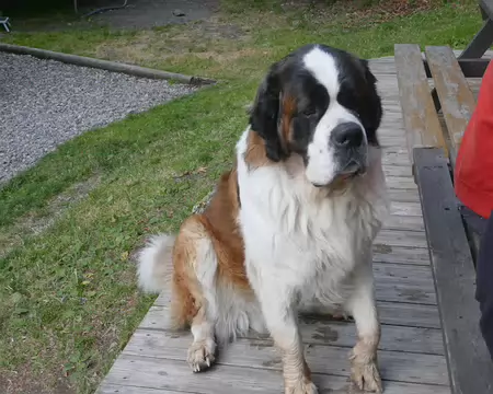 Oscar, le St Bernard de l'AJ. 76 kg.