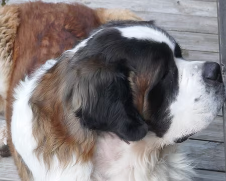 Quelqu'un lui a fauché son tonnelet de rhum.