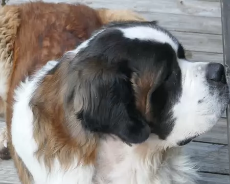 Quelqu'un lui a fauché son tonnelet de rhum.