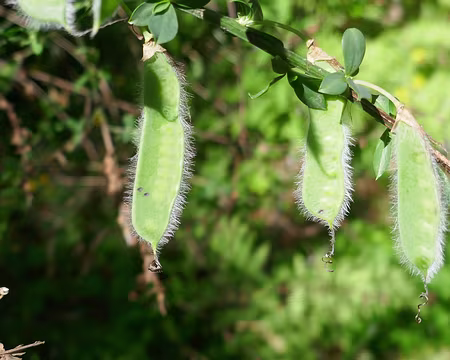 Ces gousses de genet ressemblent à de délicieux pois mange-tout. Mais elles sont très toxiques !