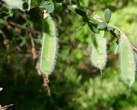 Ces gousses de genet ressemblent à de délicieux pois mange-tout. Mais elles sont très toxiques !
