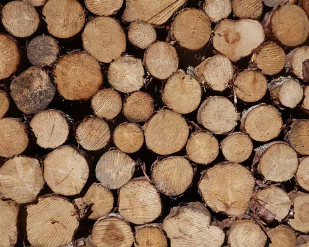Une belle pile de bois (de hêtre, a priori).