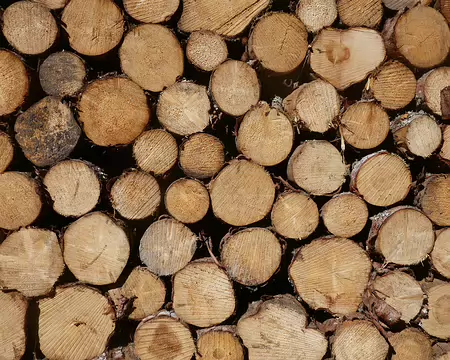 Une belle pile de bois (de hêtre, a priori).