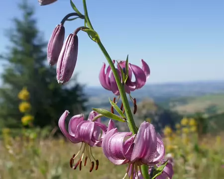 Lys Martagon, encore !