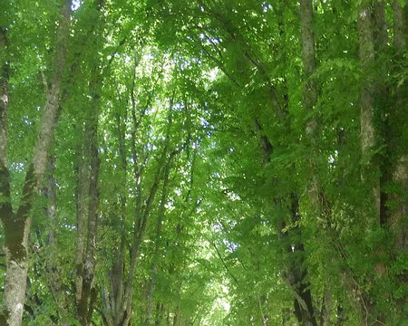 La magestueuse allée de tilleuls menant au château de Cordès.