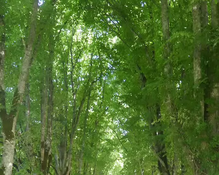 La magestueuse allée de tilleuls menant au château de Cordès.