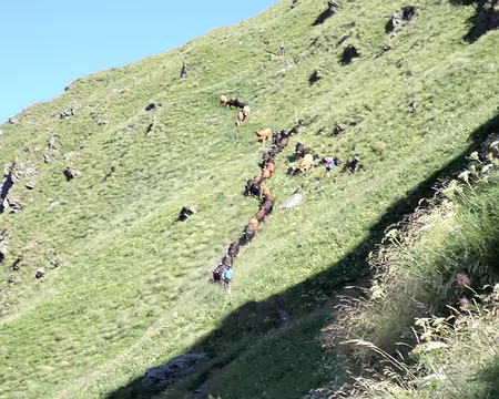 2025-07-10 10-01-42 Un troupeau arrive