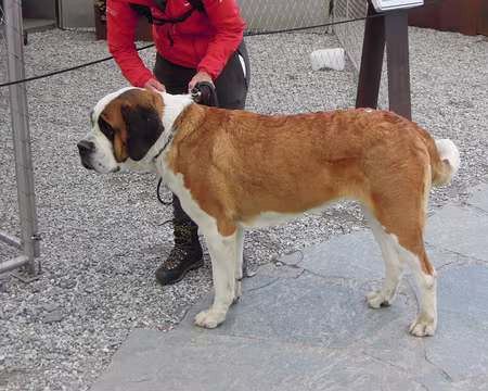 2025-07-16 15-05-15 Caniche local